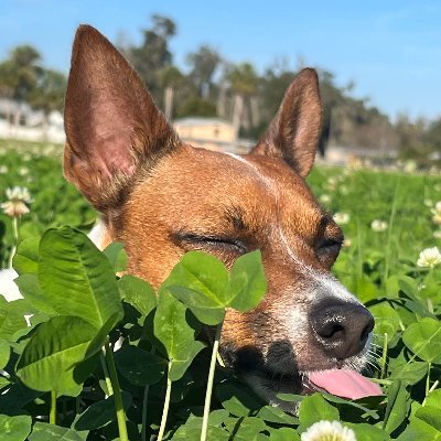 SliceofC0le's profile picture. UF 2025 Computer Engineering Student, Aspiring Reverse Engineer, He/Him