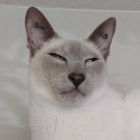 Sinbad Tatt Cat(@SinbadTattCat) 's Twitter Profile Photo