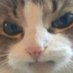 Soggy Lettuce (@lettucebutsoggy) Twitter profile photo Soggy Lettuce (@lettucebutsoggy) Twitter profile photo