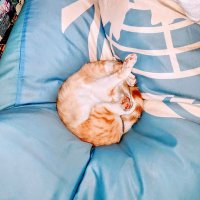 ᴊoa͠ᴍoura (@delphicdolphin) 's Twitter Profile Photo ᴊoa͠ᴍoura (@delphicdolphin) 's Twitter Profile Photo