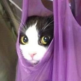 TheSomaShima's profile picture. E