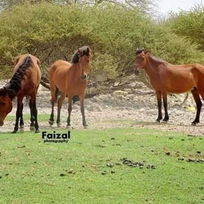 NajiibM79348183's profile picture. 