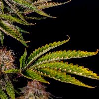 The Canna Connoisseur (@thecannabotnft) 's Twitter Profile