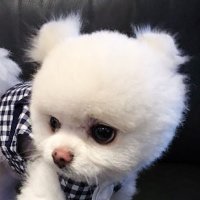 cho._.jack (@shibokai4) 's Twitter Profile