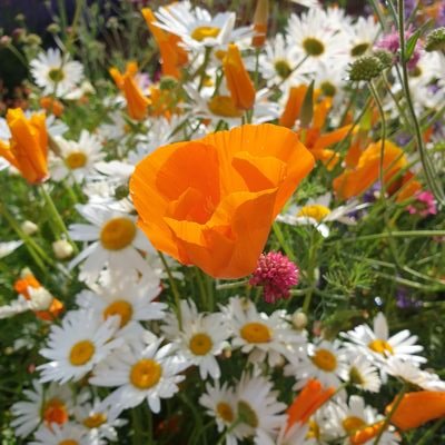 ArielMessage's profile picture. Walker, Historian