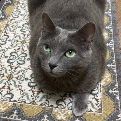gogomore2213's profile picture. ぎりぎりIT系です。猫に虐げられながらお仕えさせていただいてます。猫の下僕です。キーボードに乗るのだけは勘弁してください。 二郎が好きです。