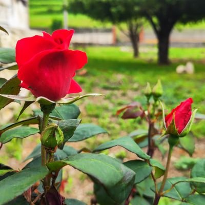 Área de autocaravanas El Jardín de Cobreces