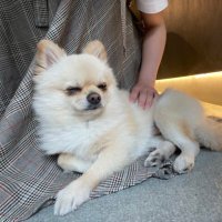 うどん (@udon_in_belgium) 's Twitter Profile