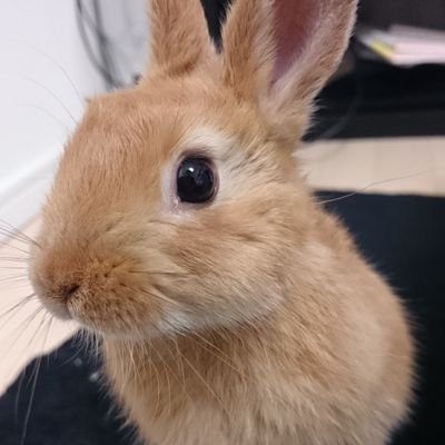 mizukibbb's profile picture. 猫よりウサギが好きなaws完全に理解した系エンジニア