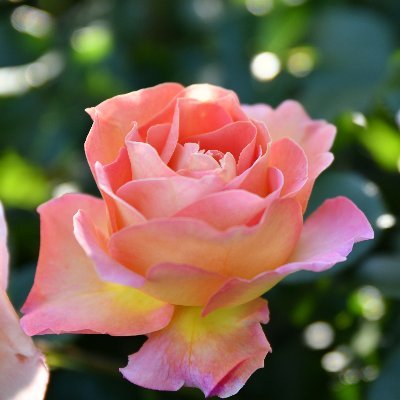 花のパステル画宙花 Nob86 (@Nob86GT) / Posts / X