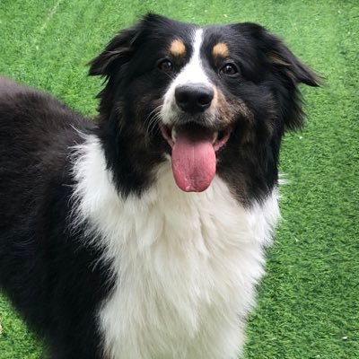 OK84517082's profile picture. crow