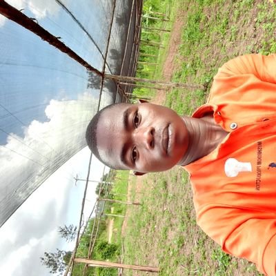 NIYOYANKUNZEGI4's profile picture. Making mushroom tubes, spawns and mushroom production and we give training of someone who want to do it.