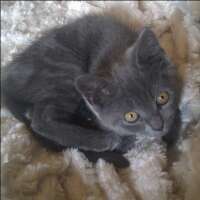 cobaltcatcat Profile Picture