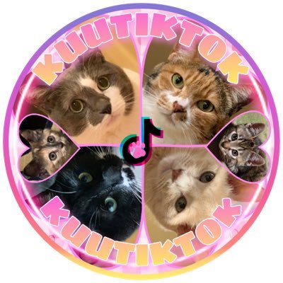 TikTok厳選クリエイター TikTokで猫部やってます✨愛猫6にゃんと飼い主の日常🐱🌸🍀 PPP STUDIO所属✨お仕事･案件はDMで承ります🙇‍♀️