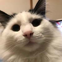 とむねこ (@tomtom__cat23) 's Twitter Profile