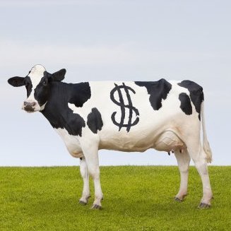 CuriousCowCap's profile picture. Just a curious calf that is learning to invest to become a real bull in contrarian trades. Not investment advice.