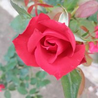 Foody (@huobiturkiye) 's Twitter Profile