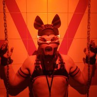 Velox - Puppy Germany 2023 🦊🐾 🇩🇪 (@dogvelox) 's Twitter Profile