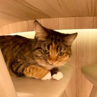 はーばー (@1pavlql9om8gn5c) 's Twitter Profile