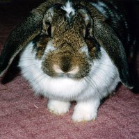 Lea Rabbit (@ls1927) 's Twitter Profile