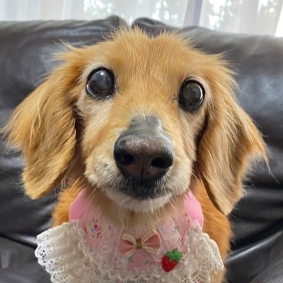 akkun2002's profile picture. 2005.11.5生まれのあっくん🐾 2人のお兄ちゃんが独立した我が家の大切な大切な三男坊でしたが2022.8.9 16歳9カ月4日で虹組さんになりました🌈ずっとずっと大好きだよ💕 2023.9.29生まれのりく(りっくん)を12.10にお迎えしました🐾#秘密結社老犬倶楽部天国支部 #虹組保護者会 #虹組飛行隊