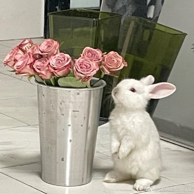 Luuumosさんのプロフィール画像