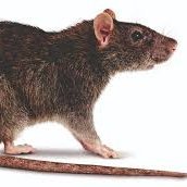 concerned_rog's profile picture. Still just a rat in cage