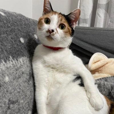kinokkyoko's profile picture. お笑い好き。よく行く劇場…ヨシモト無限大ホール ドーム/ルミネtheよしもと/大宮ラクーンよしもと劇場/神保町よしもと漫才劇場