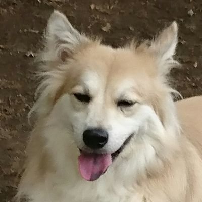 のりこちゃん専用 メーカー取寄】星のカービィ ラッピング×エコバッグ L（グリーン