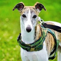 ジャックと枝豆の木 (@whippet8jack) 's Twitter Profile