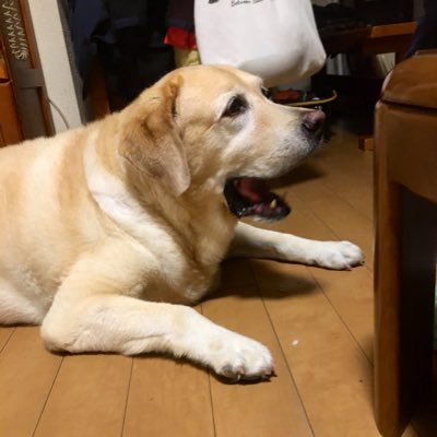 ヤスヒロ Profile