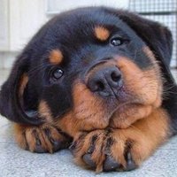 Morgan Dog Shelter (@morgan_shelter) 's Twitter Profile