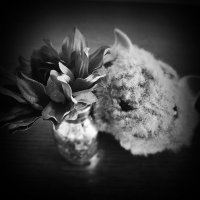 Capsicum_Crimson_NFT_#1 (@1capsicum) 's Twitter Profile