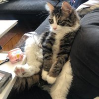 traveller (@nneslli) Twitter profile photo