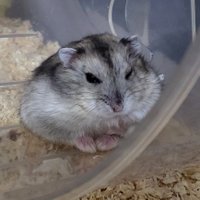 찌쭈 (@jjijju3) 's Twitter Profile