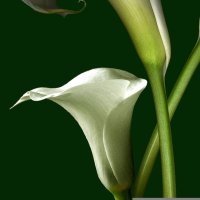 Comp Neuro Berlin (@compneurolab) Twitter profile photo