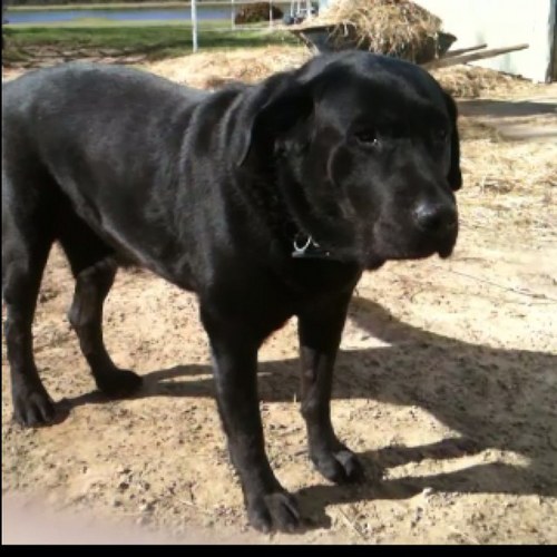 @Kaskie_ is my owner. Kelsey is my bitch. #TeamFollowBack
