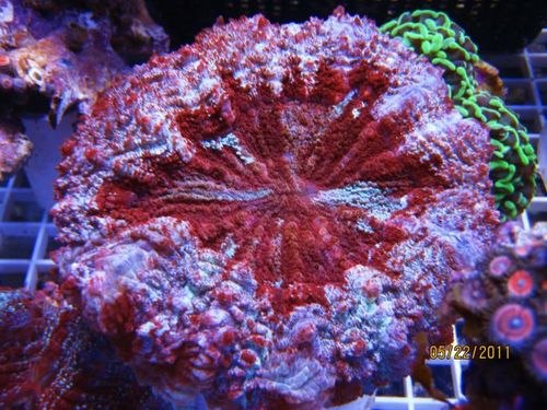 I stock the sickest corals you can get your hands on!
ZOOS,ACANS,RICS,DUNCANS,TORCH,CLAMS,DENDRO, WELLSO,SCOLY, THE LIST GOES ON!

TANKS AND EQUIPMENT TOO!