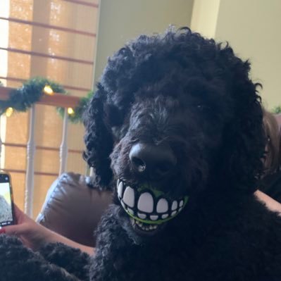 I put the KING in Kingston!! Maritime Poodle…did someone say TREAT?!! Love to play ball, a good belly rub, a great car ride and a good snooze in a comfy chair!