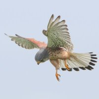 EWT Gunners Park & Shoebury Old Ranges(@EssexWT_Andrew) 's Twitter Profile Photo