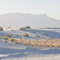 DesertFox (@birdhillcap) 's Twitter Profile Photo DesertFox (@birdhillcap) 's Twitter Profile Photo