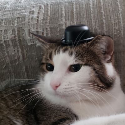 spq7am's profile picture. Cats are the best