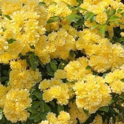 NadiaGa23417287's profile picture. لا اله الا انت سبحانك أني كنت من الظالمين