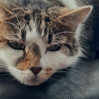 Liz Walkden (@liz_warr) 's Twitter Profile