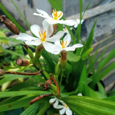 odvereiK's profile picture. #eh anjikhulubuklam