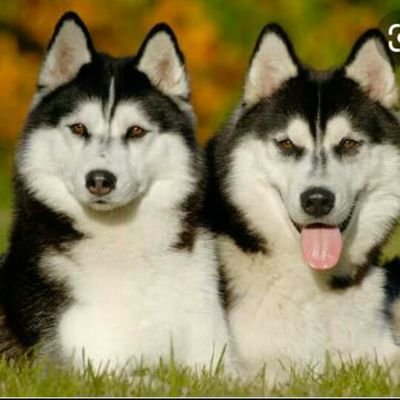 zahidsyeda60's profile picture. An Introvert and Megalophobic Biochemist.