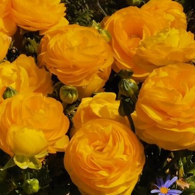 _amamanoma_'s profile picture. 時代劇や懐ドラなど見てます。
副業、エロアカウントはフォローしてきたら通報します。
Other accounts that do not post will be blocked.