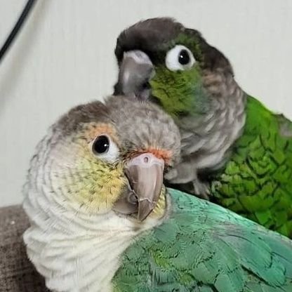 しらとり𓅫さんのプロフィール画像