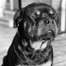 cor_tez11's profile picture. Pharmaceutical Chemist 👨🏽‍🔬 ||● July-boy●|| Chelsea de Bluez💪🏽|| Dog-lover🐾🐕