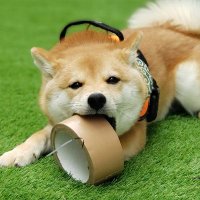 🐶柴犬 琥珀(こはく)🐾 (@shigeno_goro_56) Twitter profile photo